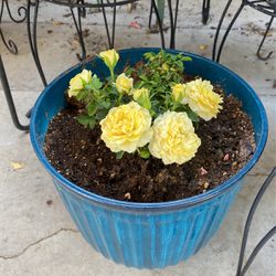 Gorgeo Yellow Mini Roses 🥀 