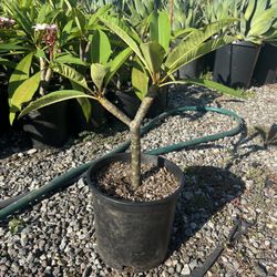 Plumeria Plant 