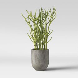 Plant / Pencil Cactus 