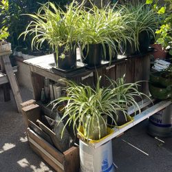 Spider Plants 2gals Pots