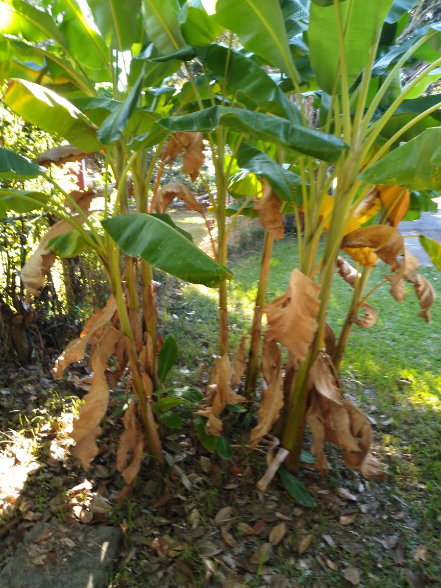 Banana Plants