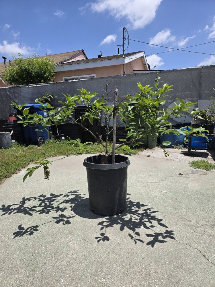 Arbol de Limon Grande Mexicano Con Semilla