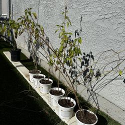 Tulsi Plants