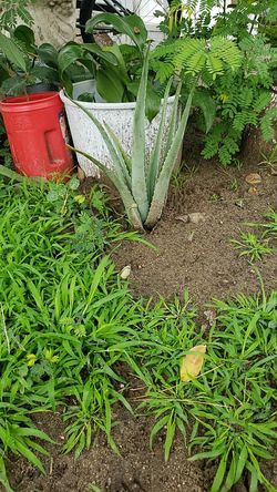 Savila aloe vera
