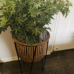 Decor Plant