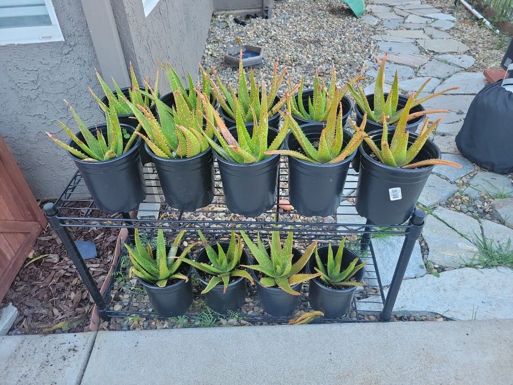 Aloe Plants