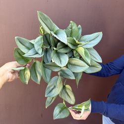 6” xl Scindapsus moonlight