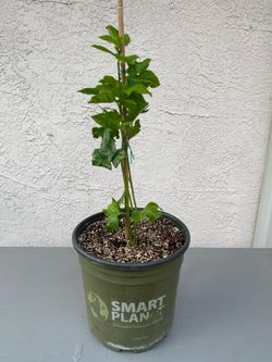 Passion fruit vine