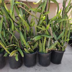 Dragon Fruit Plants