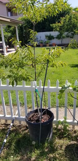 Persimmon- Ornamental Tree