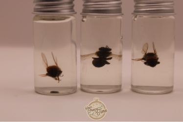Wet specimen bees