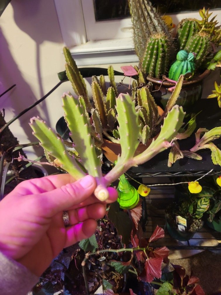 House Plant Cuttings