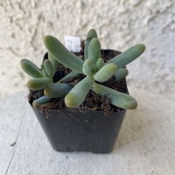 2 Inch Pot Succulent Plant - Sedum Pachyphyllum Rose -Jelly Beans - Rooted & Established - Drought Resistant 🪴 Perfect Baby & Wedding Shower Favors 