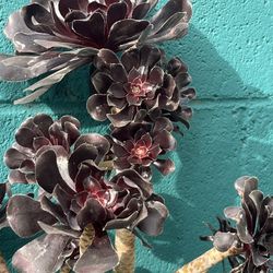 PLANT SALE Cactus & Succulents 