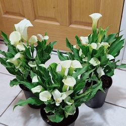 Beautiful White Cala Lily 🪴$19 each