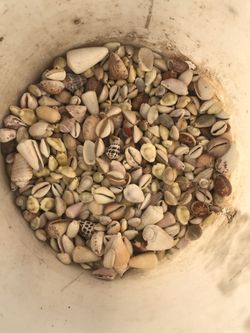 Arts and crafts tropical seashells