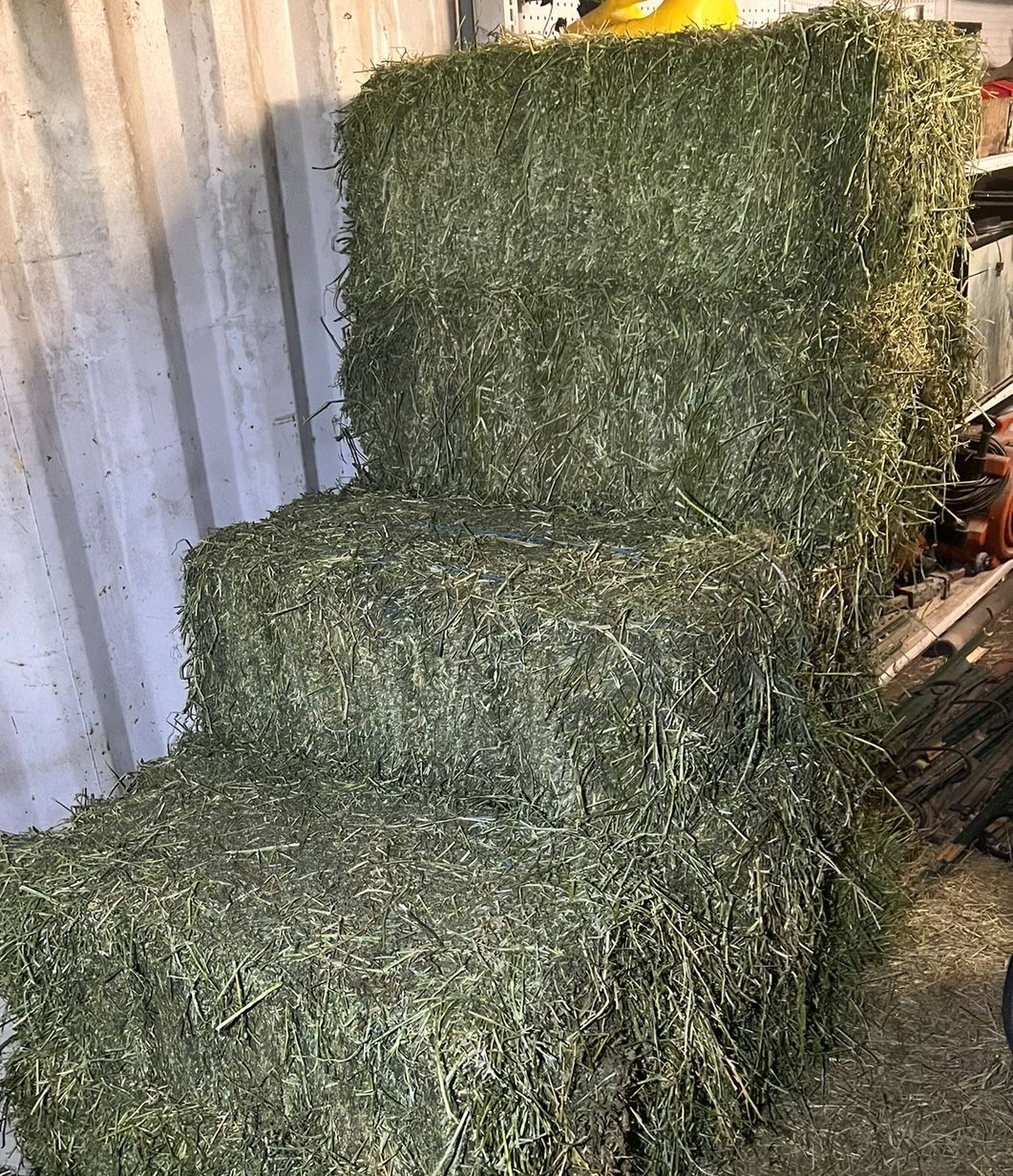 Alfalfa Hay