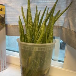 Free Aloe Vera Pups