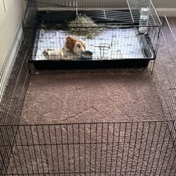 Pet House For Sale