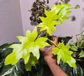 Philodendron Warscewiczii