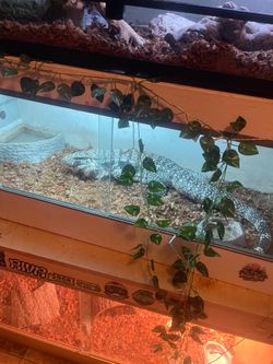 Reptile enclosure