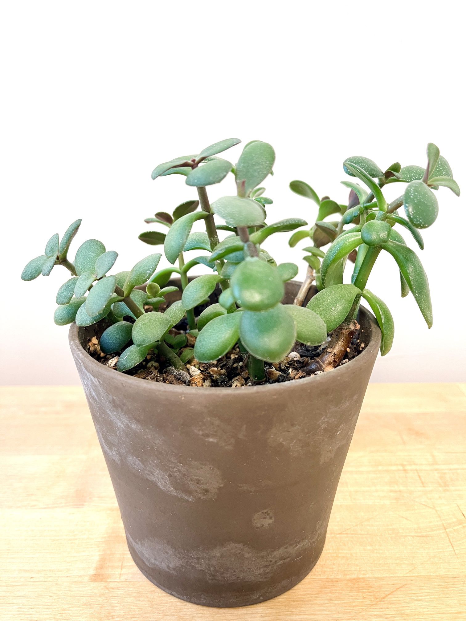 Young Jade Plant Crassula Ovata 