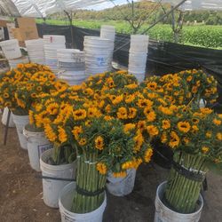 Mendozas Flowers 💐 