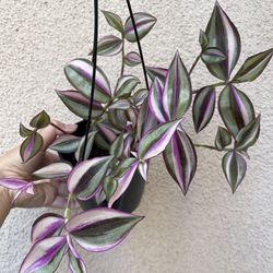 Beautiful Tradescantia Quadricolor Plant With Hanging Pot