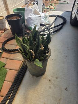 Snake plants. Free.