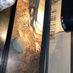  Bearded Dragon And Tank
