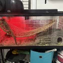 Reptile Tanks and stand