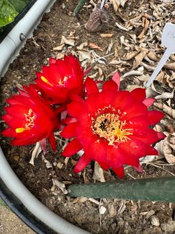 Cactus