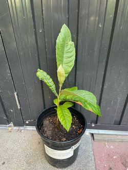 Loquat tree
