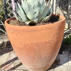 Agave Plant
