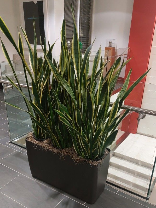 Rectangler Indoor Planter (Plants Not Included)