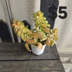 Kalanchoe 