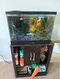 Gold Fish