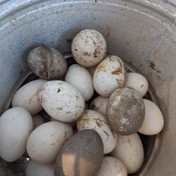 Fresh Duck Eggs