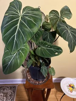 🐲Philodendron 💗 Plant🐲