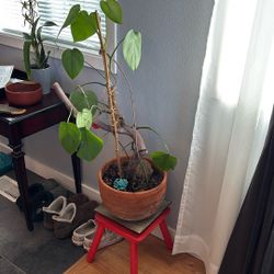 Monstera House Plant 
