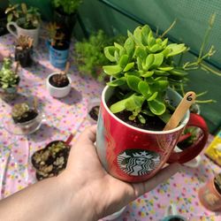 Jade Succulent 