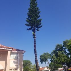 For Sale/Corte De Tree Y Palmas 