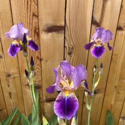 Irises /perennial/flowers 