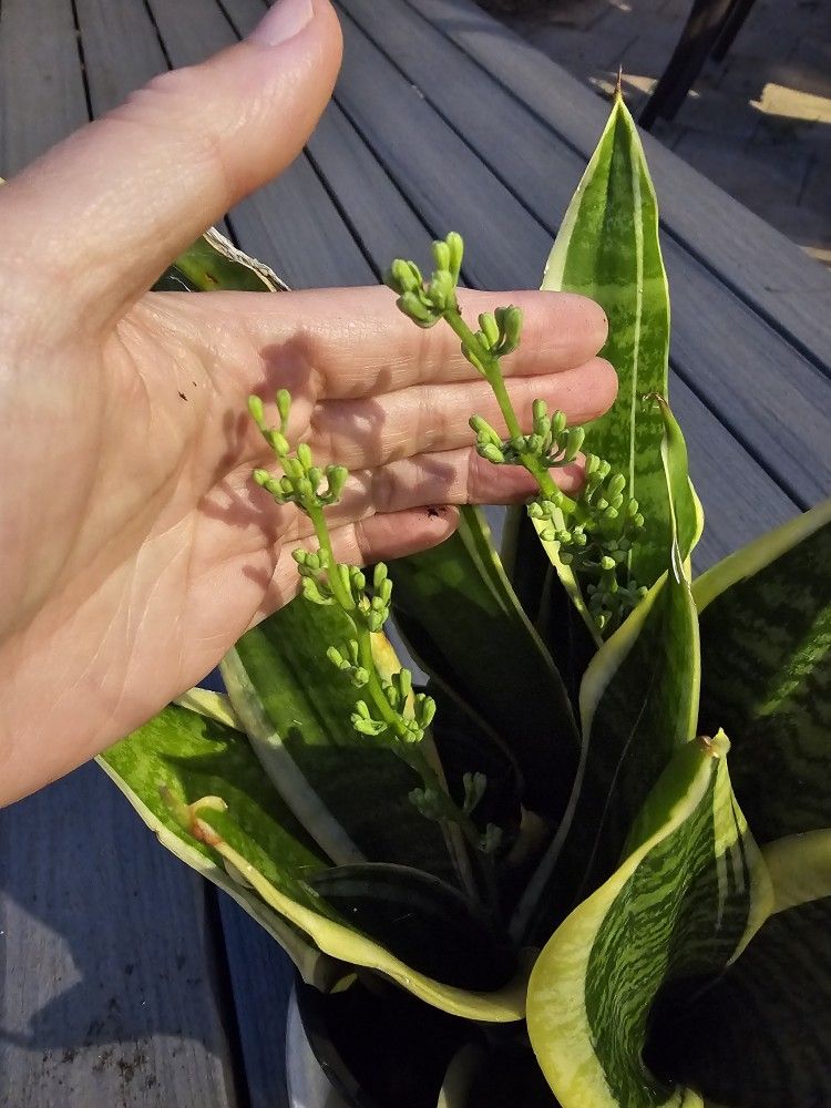 Snake Plants Going To Bloom