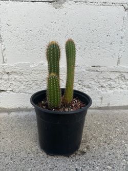 Golden torch cactus