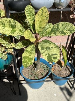 Maya Variegated Plumeria