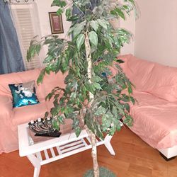 Artificial Ficus Tree in Ceramic Glazed Planter (Bargain Price)
