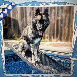 Petstep Folding Dog Ramp 