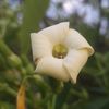Big Island Fruit And Flowers