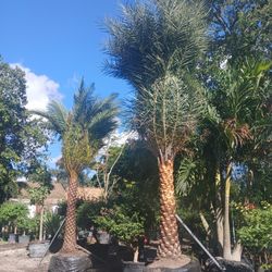 Sylvester Palm Trees $200🌴Per Ft. Of Trunk💎Diamond Cut Included 